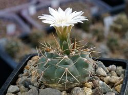 Gymnocalycium gaponii ssp. occidentale VG 309 #5