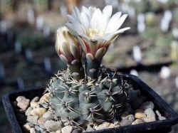 Gymnocalycium obductum VG 1322 #1