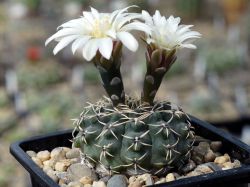 Gymnocalycium obductum VG 1322 #2