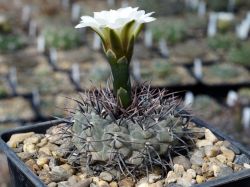 Gymnocalycium ochoterenae v. cinereum VS 13 #1