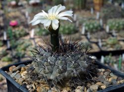 Gymnocalycium ochoterenae v. cinereum VS 13 #2