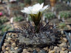 Gymnocalycium ochoterenae v. cinereum VS 13 #3