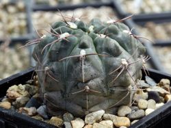 Gymnocalycium platense v. ventanicola P 94