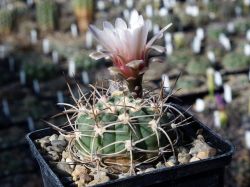 Gymnocalycium polycephalum P 223 #1