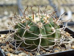 Gymnocalycium polycephalum P 223 #3