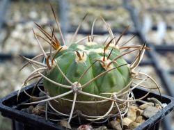 Gymnocalycium polycephalum P 223 #4