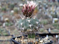 Gymnocalycium prochazkianum VG 1271 #1