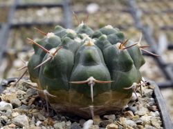 Gymnocalycium prochazkianum VG 1271 #2