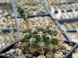 Gymnocalycium schuetzianum