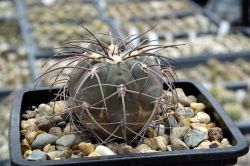 Gymnocalycium spegazzinii