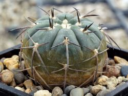 Gymnocalycium spegazzinii HNS 436