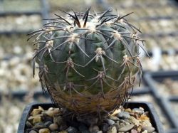 Gymnocalycium spegazzinii KFF 1272