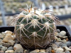 Gymnocalycium spegazzinii P 43