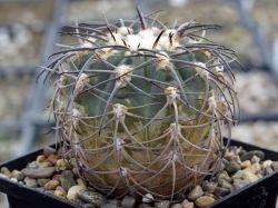 Gymnocalycium spegazzinii VG 748 #1