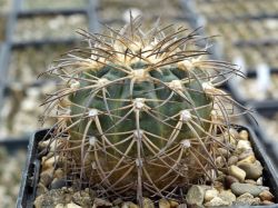 Gymnocalycium spegazzinii VG 748 #2
