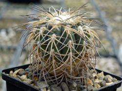 Gymnocalycium spegazzinii VG 748 #3