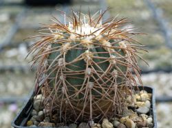 Gymnocalycium spegazzinii VG 748 #4