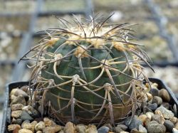 Gymnocalycium spegazzinii VG 748 #6