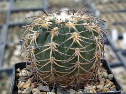 Gymnocalycium spegazzinii VG 748 #7