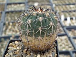 Gymnocalycium spegazzinii ssp. sarkae JN 99