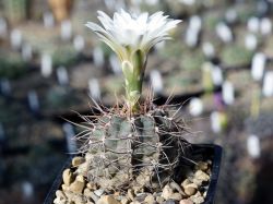 Gymnocalycium taningaense VG 310 #2