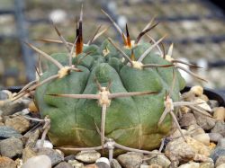 Gymnocalycium tillianum VG 645