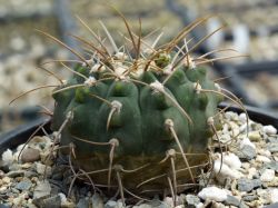 Gymnocalycium vatteri VG 415 #1