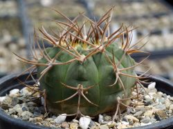 Gymnocalycium vatteri VG 415 #2