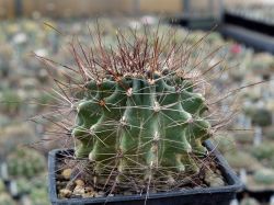 Hamatocactus sinuatus GL 152