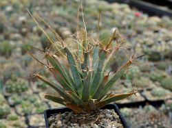 Leuchtenbergia principis #1