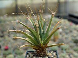 Leuchtenbergia principis #2