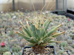 Leuchtenbergia principis #3