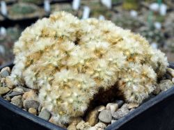 Mammillaria carmenae