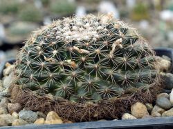 Mammillaria hemisphaerica RS 100