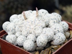 Mammillaria herrerae