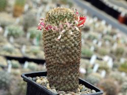 Mammillaria huitzilopochtli FO 13