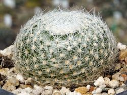 Mammillaria lenta