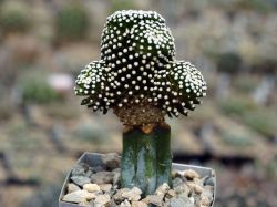 Mammillaria luethyi #1