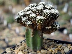 Mammillaria luethyi #2