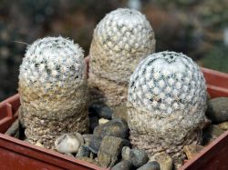 Mammillaria sanchez-mejoradae