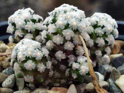 Mammillaria theresae #1