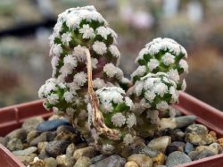 Mammillaria theresae P 370