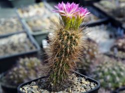 Neoporteria multicolor KK 98 #1