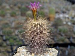 Neoporteria multicolor KK 98 #2