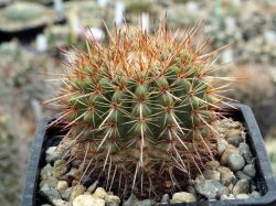Notocactus roseoluteus