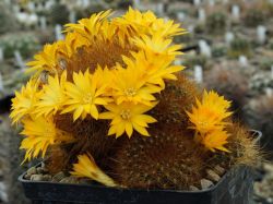 Sulcorebutia menesesii