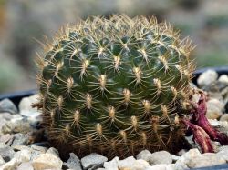Sulcorebutia santiaginiensis VS 353