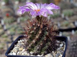 Thelocactus bicolor v. tricolor #1