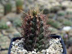 Thelocactus bicolor v. tricolor #2