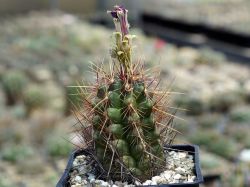 Thelocactus bicolor v. tricolor #3